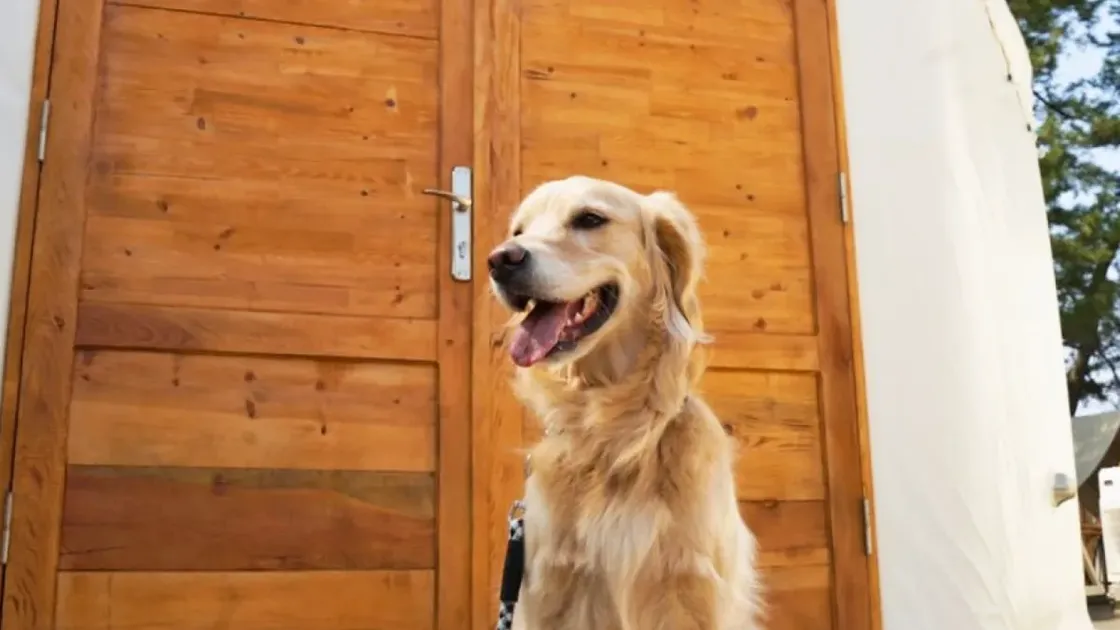 愛犬と泊まれる