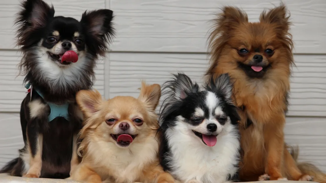 最大4頭で愛犬同伴OK