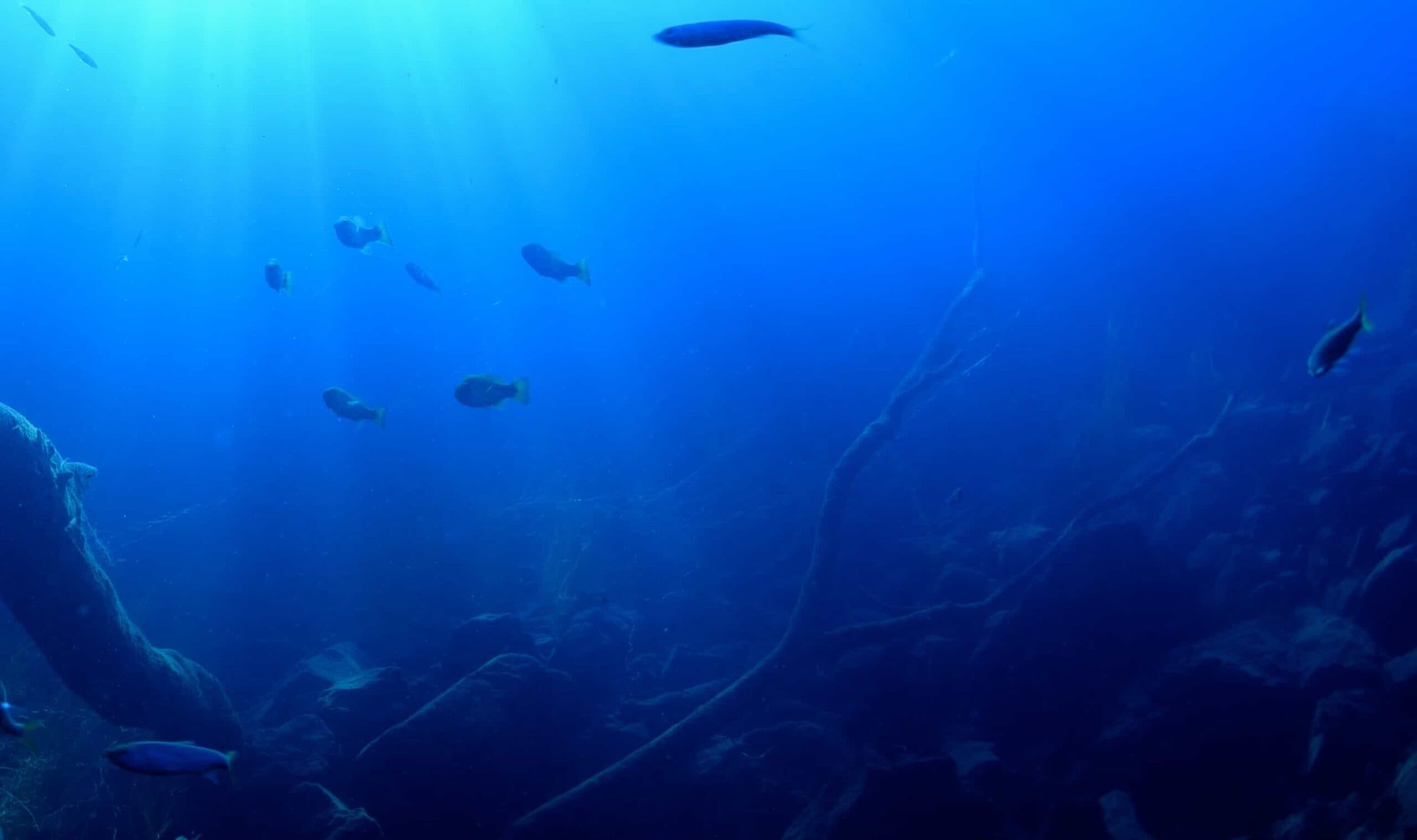 爽快・淡水ダイビング