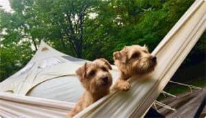 愛犬と過ごす休日