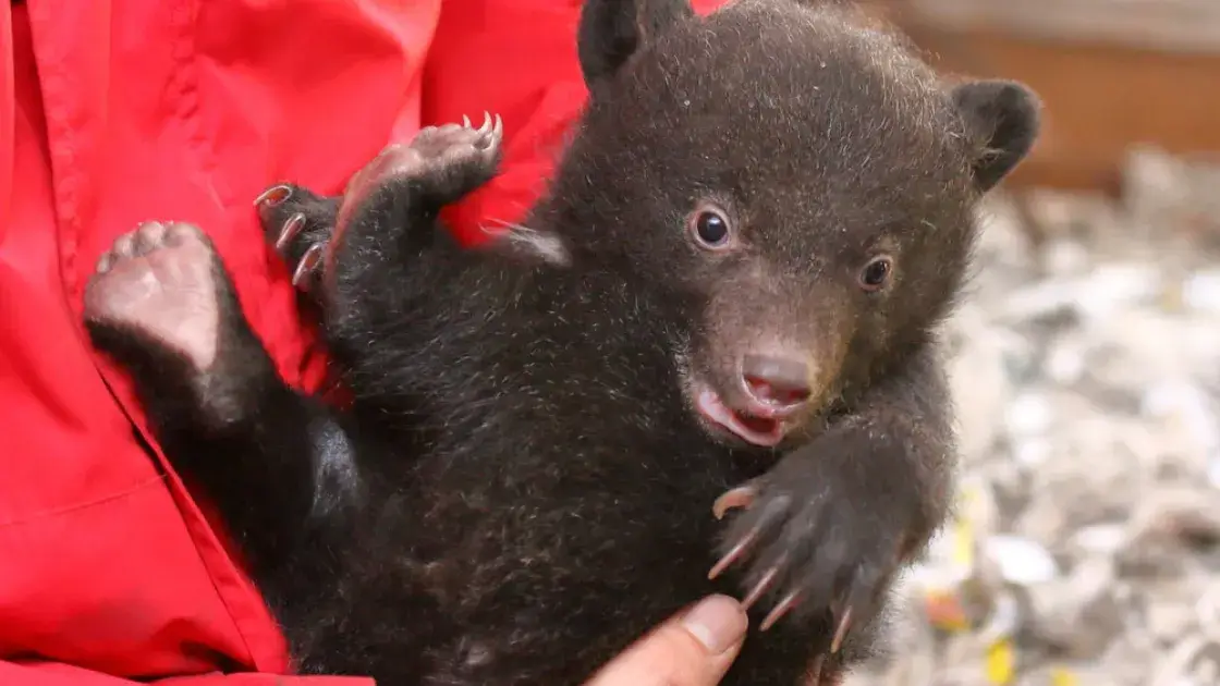 阿蘇カドリー・ドミニオン