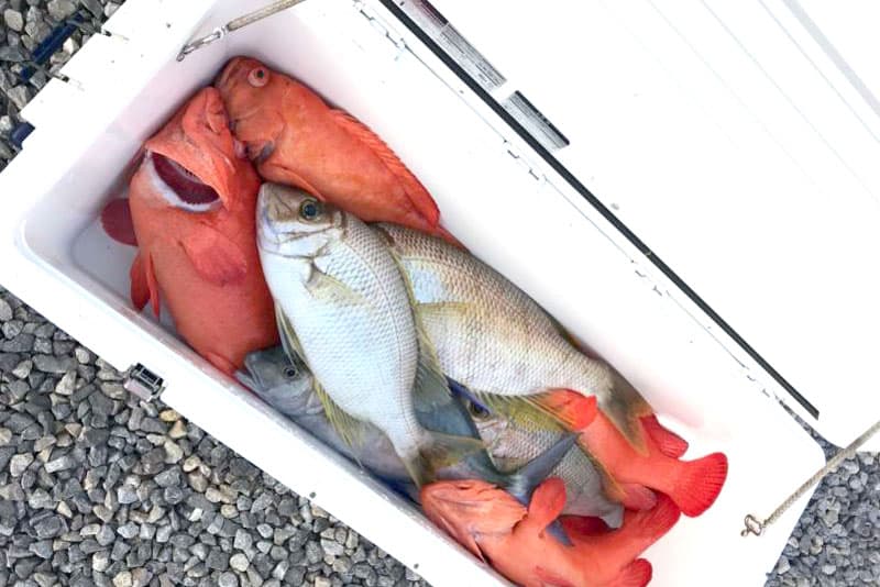 釣った魚がそのまま食べれる