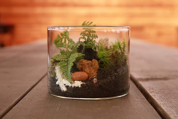 歩いて苔テラリウムづくり