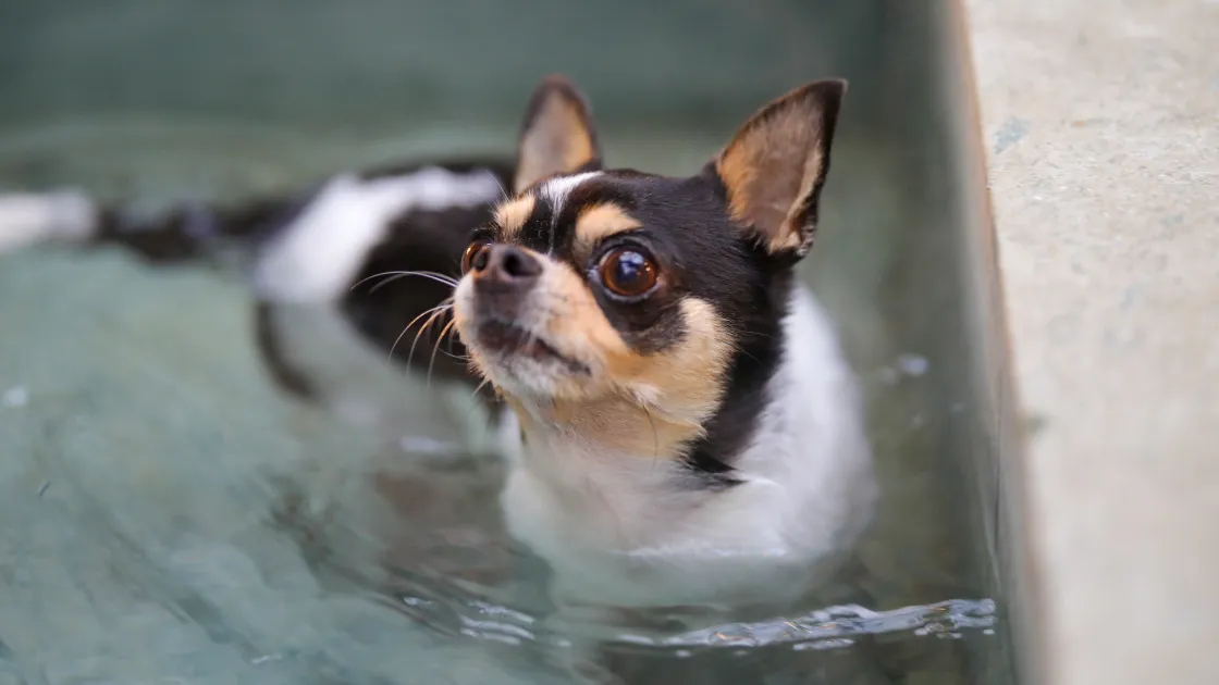 THE BASE GLAMPING YUGAWARA(ザベースグランピング湯河原) - Image 6