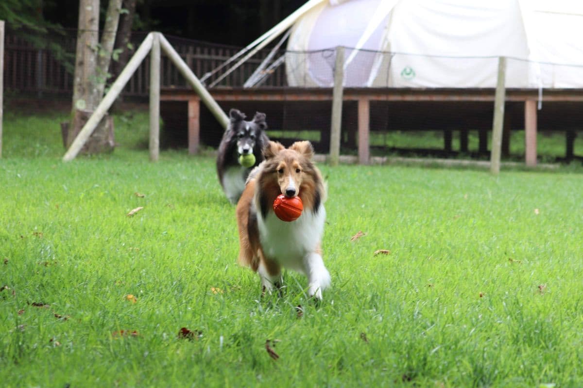 ドッグラン(施設内)