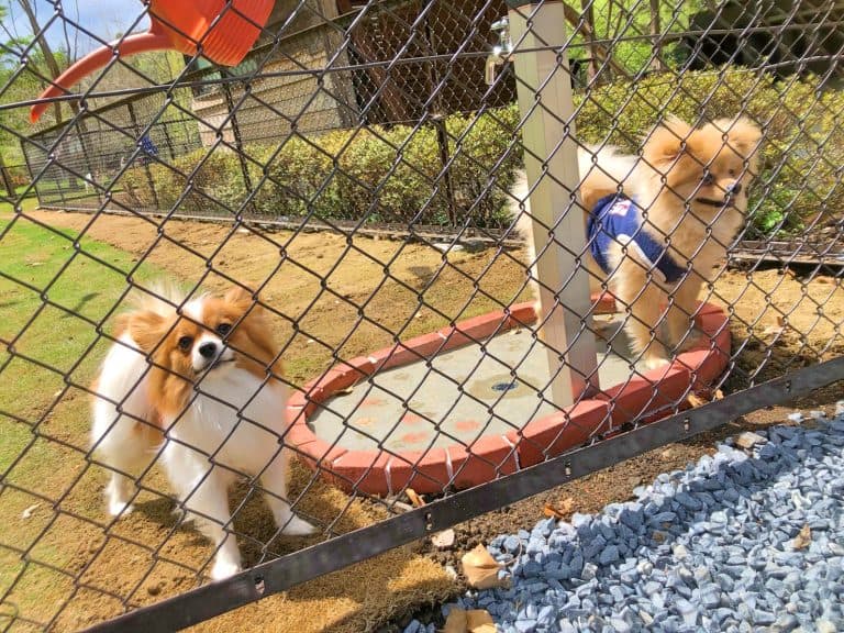 愛犬と一緒に楽しめるペットフレンドリーな環境