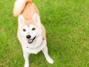 星のや 富士 - Image 4